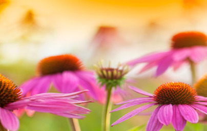 Echinacea (Echinacea purpurea) Echinacea (Echinacea purpurea)